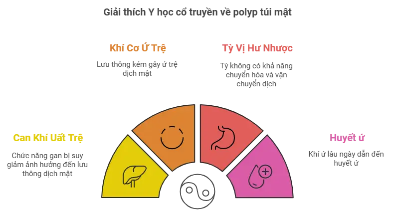 Giải thích cơ chế bệnh sinh polyp túi mật theo Đông y