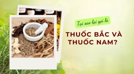 Phân Biệt Thuốc Nam và Thuốc Bắc: Hiểu Đúng Để Dùng An Toàn & Hiệu Quả
