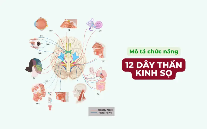 Tìm Hiểu Về 12 Đôi Dây Thần Kinh Sọ: Cấu Trúc, Chức Năng Và Bệnh Thường Gặp Chức năng 12 dây thần kinh sọ