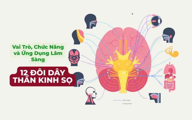 12 đôi dây thần kinh sọ