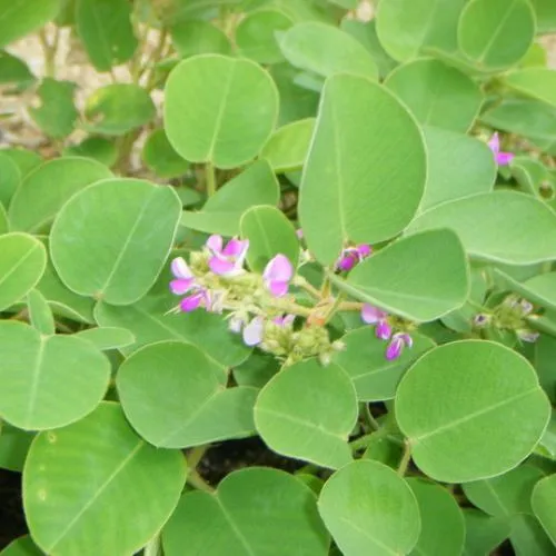 Hóa Ứ Tiêu Tích Lợi Đởm Thang: Bài thuốc Nam điều trị polyp túi mật hiệu quả | Đông y Sơn Hà Kim tien thao