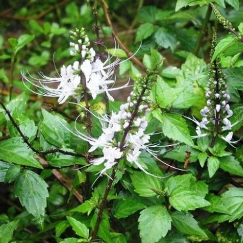 Hóa Ứ Tiêu Tích Lợi Đởm Thang: Bài thuốc Nam điều trị polyp túi mật hiệu quả | Đông y Sơn Hà Rau meo