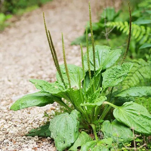 Hóa Ứ Tiêu Tích Lợi Đởm Thang: Bài thuốc Nam điều trị polyp túi mật hiệu quả | Đông y Sơn Hà Xa tien tu