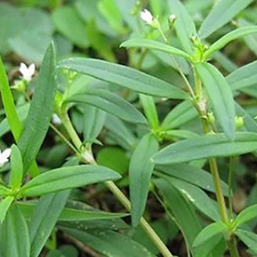 Hóa Ứ Tiêu Tích Lợi Đởm Thang: Bài thuốc Nam điều trị polyp túi mật hiệu quả | Đông y Sơn Hà bach hoa xa thiet thao