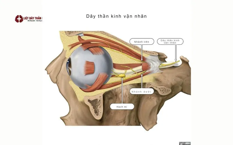 Dây thần kinh sọ số III