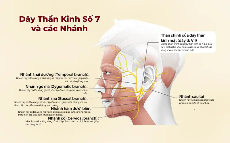 Hình ảnh minh họa dây thần kinh số 7 (dây thần kinh mặt) và các nhánh của nó trên khuôn mặt người nhìn nghiêng.