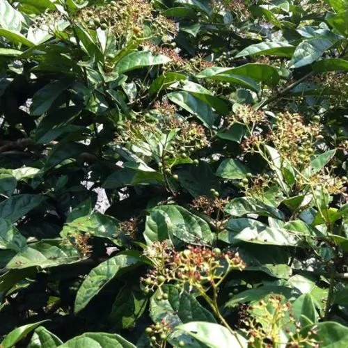 Hóa Ứ Tiêu Tích Lợi Đởm Thang: Bài thuốc Nam điều trị polyp túi mật hiệu quả | Đông y Sơn Hà xa den