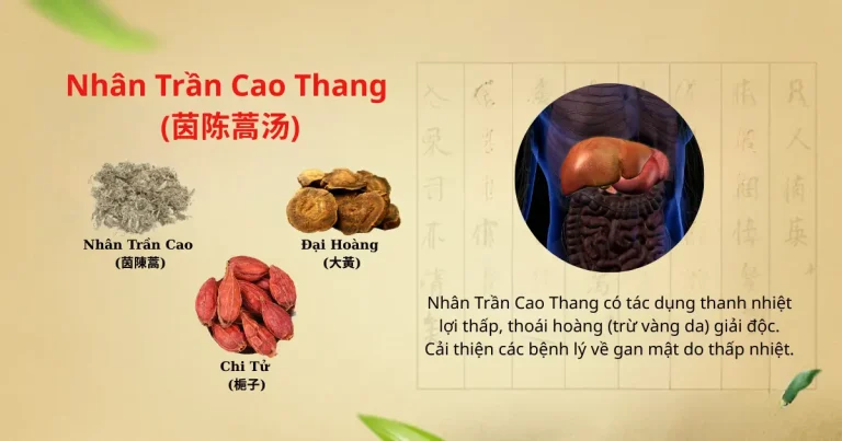 Nhân Trần Cao Thang (茵陈蒿汤): Bài Thuốc Cổ Phương Trị Vàng Da (Hoàng Đản) Thể Thấp Nhiệt Nhân Trần Cao Thang: Bài thuốc Chủ chốt Thanh nhiệt Lợi thấp, Điều trị Hoàng đản