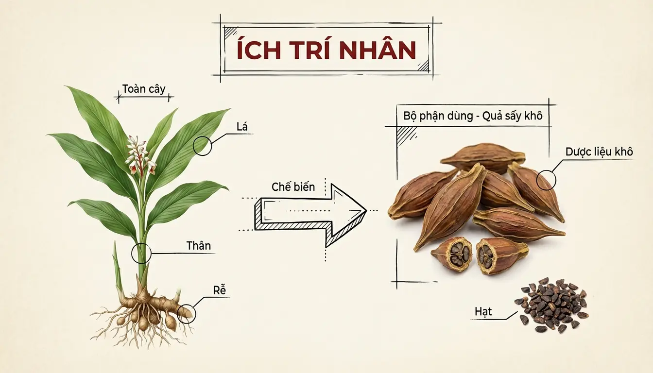 ich tri nhan featured 1