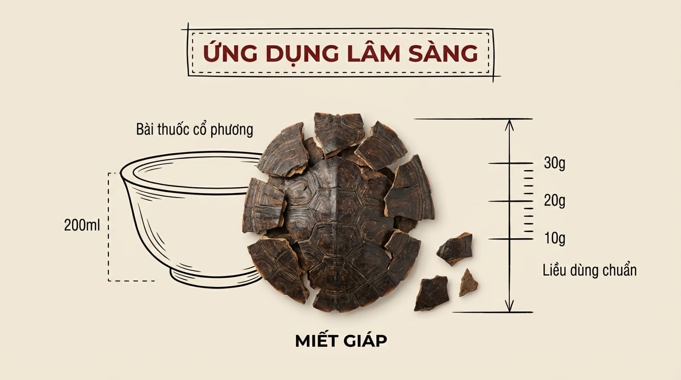 4. Ứng Dụng Lâm Sàng & Các Bài Thuốc Cổ Phương (Thực Chiến)