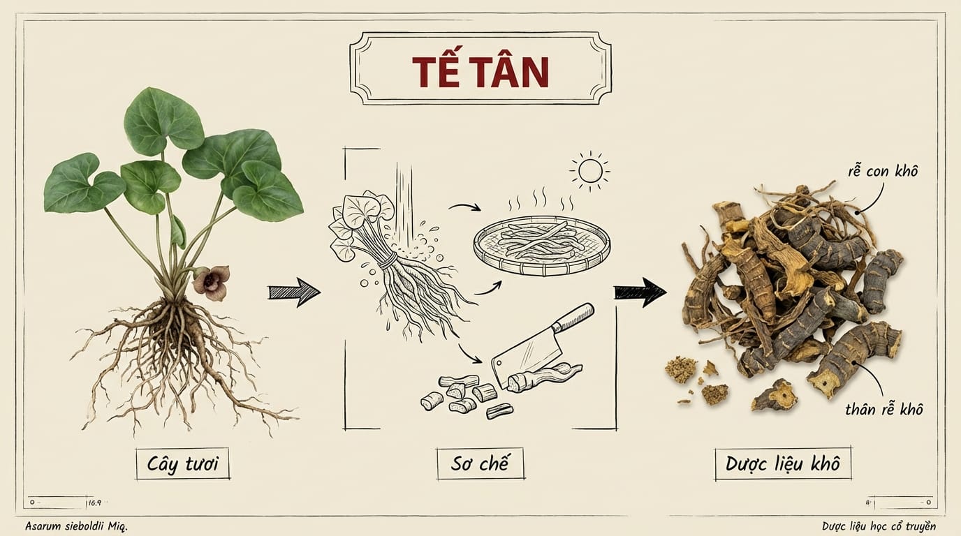 3. Luận Giải Sâu Sắc Về Tế Tân Theo Y Học Cổ Truyền