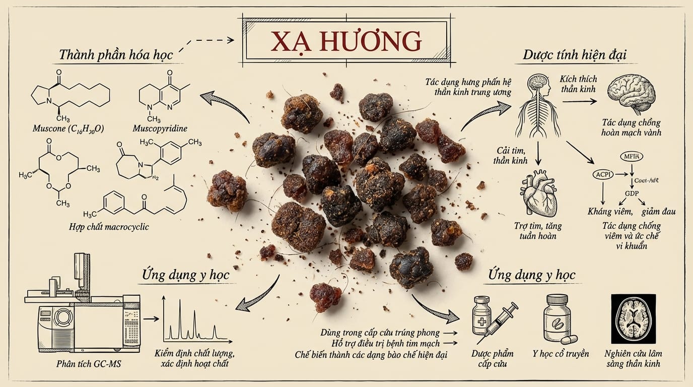 2. Phân Tích Dược Tính và Ứng Dụng Của Xạ Hương Theo Y Học Hiện Đại